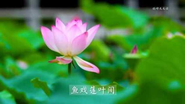 小学生必背古诗词75首|01汉乐府:江南