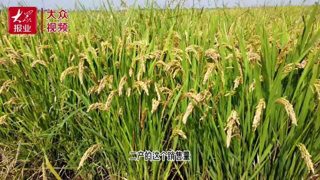 海水稻就是“种福田”,山东打造海水稻三产融合发展新典范