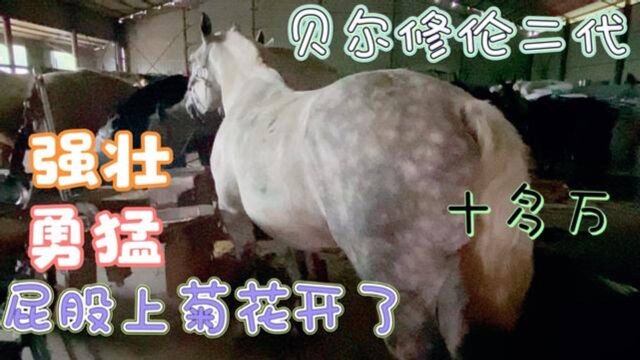 贝尔修伦二代马,强壮勇猛优雅,听马专家介绍东北马车队驾辕好马