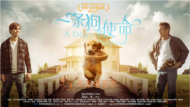 四世轮回,却从没忘记自己的使命,爱狗人士必看高分经典电影《一条狗的