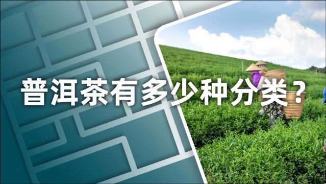 小喜年:普洱茶也有分类?茶学硕士带你了解普洱茶的“雨前茶、谷花茶”