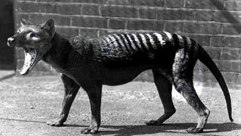 最后一只袋狼生前影像，1936年消失，1982年宣布灭亡！