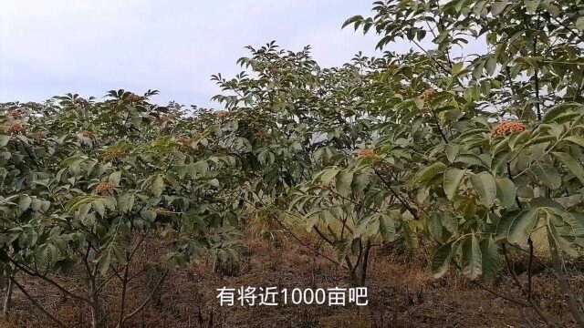 关掉深圳的公司,回农村种植1000亩药材,闲时帮父母干干农活!