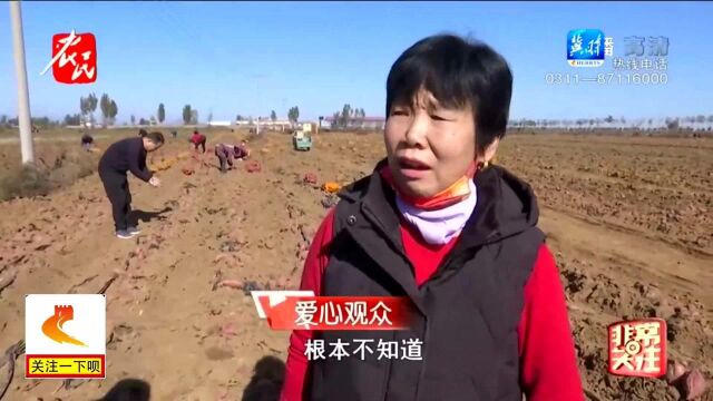 150亩红薯集中成熟,观众客商齐聚地头收购,半天销售8万斤