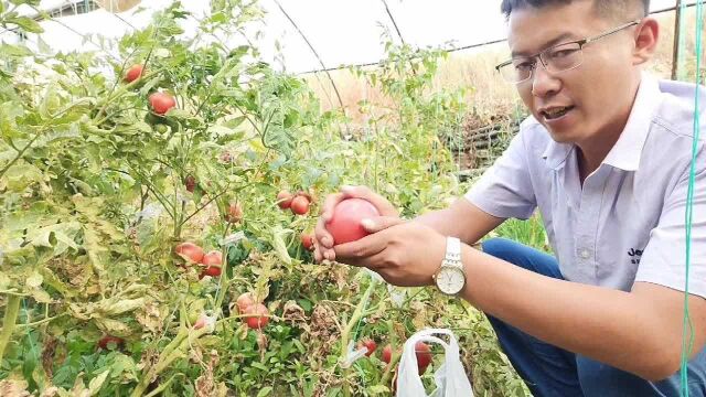 山西大同农村蔬果香,这样种出来的西红柿,又沙又甜真好吃