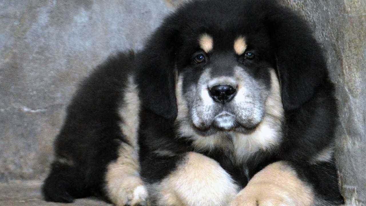 铁包金藏獒雷虎,一岁时的记录.