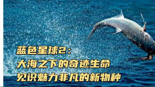 纪录片《蓝色星球2》:大海之下的奇迹生命,见识魅力非凡的新物种