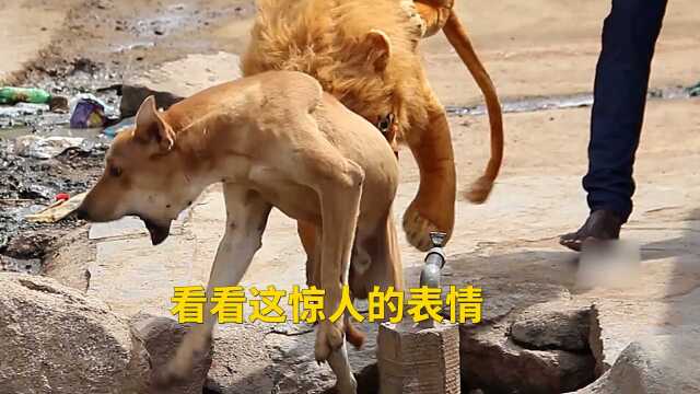 注意看狗狗的表情,你们绝对没有见过