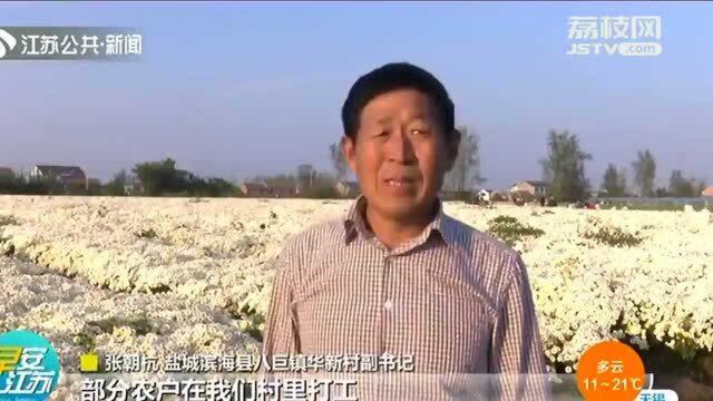 花香满枝头 金秋喜丰收 常州溧阳:喜获桂花丰收