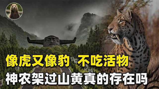 神农架有“过山黄”?相传像虎又像豹,这动物是什么来头