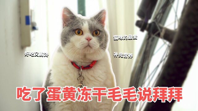 猫咪的掉毛问题,鸡蛋黄喂起来,猫咪爱疯了