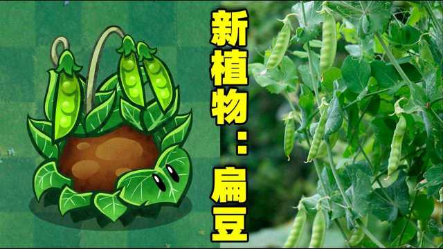 新植物:扁豆!他是豌豆家族的成员吗?