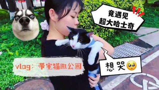 小姐姐带家中宅猫逛公园,结果遇见超大哈士奇,怂猫吓得不敢出声