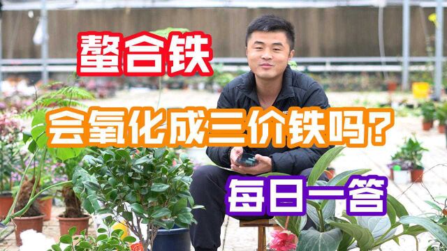 栀子花为什么黄叶?螯合铁会氧化成三价铁吗?每日一答.