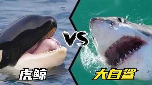 虎鲸VS大白鲨，大白鲨被轻易吃掉肝脏，为何大白鲨这么弱？