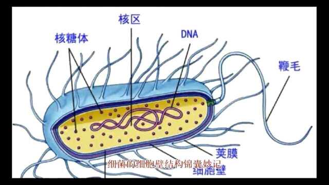 执业兽医考试细菌细胞壁结构的锦囊妙记!