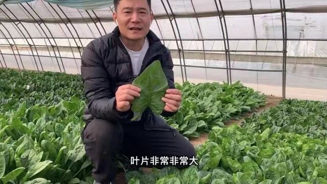 叶子像猪耳朵大的菠菜你见过吗?1200个组合的菠菜品种,总有一个是你的菜!