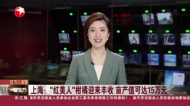 上海:“红美人”柑橘迎来丰收 亩产值可达15万元