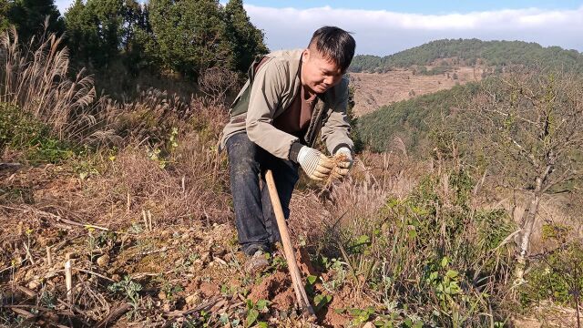 这种纯野生党参你见过吗?又白又嫩,来之不易