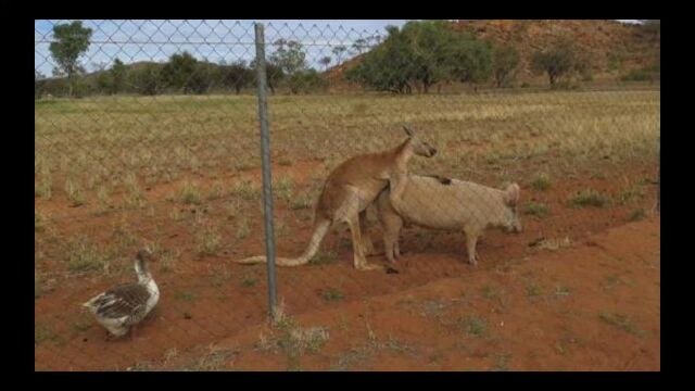 生物生殖隔离有多可怕?你根本不能想象!