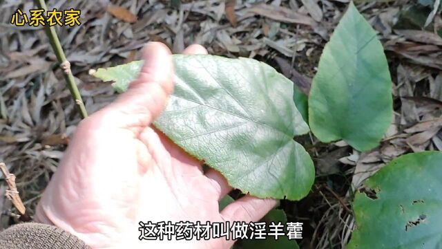 这种号称男性助力器的植物,如果您生活方面力不从心,请来认识它