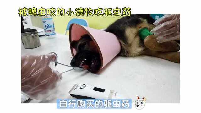 关于宠物驱虫药,你可能用错了!手把手教你,省钱又省力