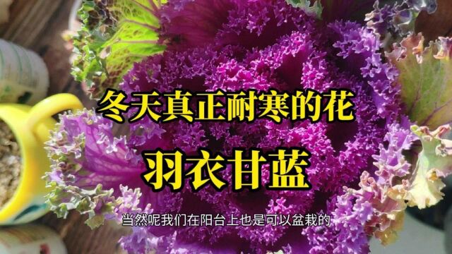 冬天真正耐寒的花,羽衣甘蓝怎么养?