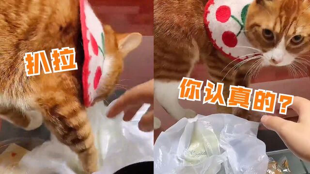 猫咪闻见主人外卖味道后,急忙赶来“收拾”,一看动作网友笑喷了