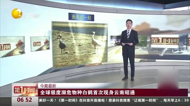 最新消息:全球极度濒危物种白鹤首次现身云南昭通