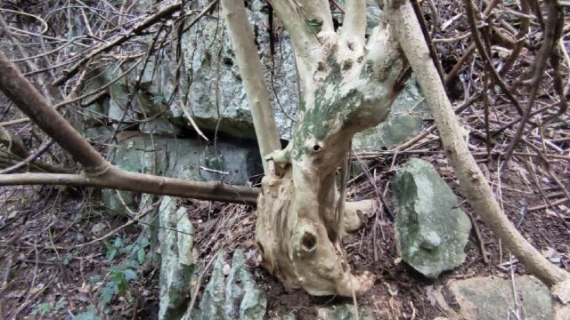 黄荆树桩也是很不错的盆景素材,大块碳化舍利,矮霸造型,霸气外露,真漂亮