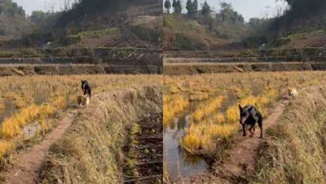 杜宾犬见到主人飞奔过去,直接从短腿柯基身上跨越,画面笑翻网友