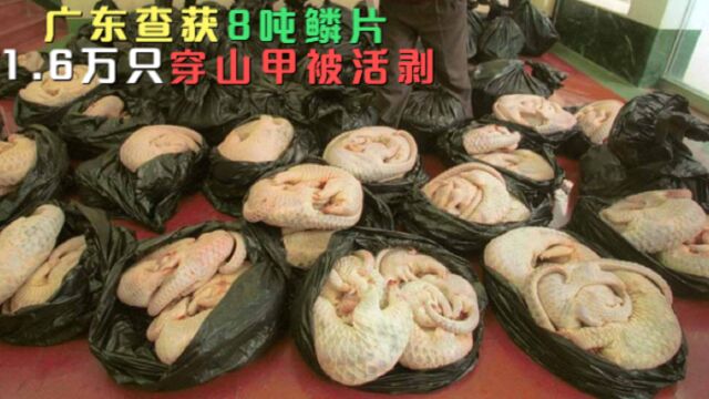 广东查获8吨鳞片,1.6万只穿山甲被活剥,穿山甲鳞片到底有何用