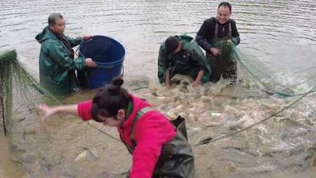 衡阳年味:实拍鱼丸店老板乡下山塘网鱼 买黄皮草鱼加工美味鱼丸