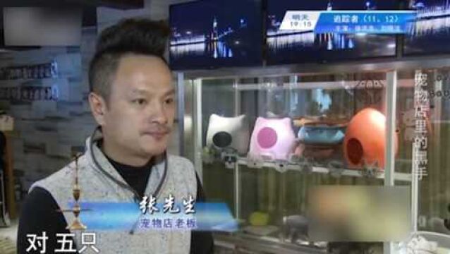 宠物店遭到窃贼光顾,多只名贵宠物被盗,店内监控拍下作案全程