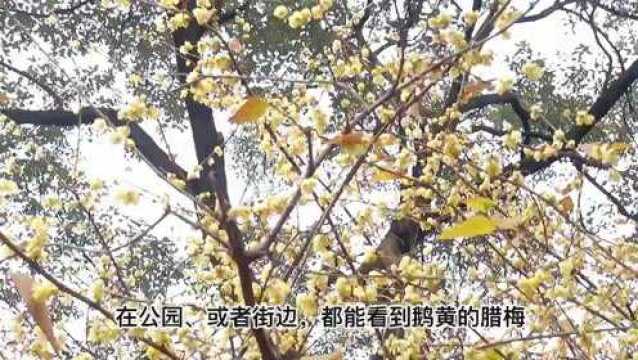 腊梅盛放!来感觉这份冬日限定的小美好