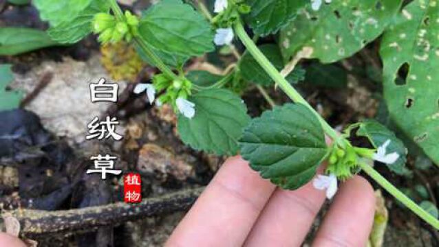 福建常见药用植物“白绒草”认识吗?别名又叫万毒虎、银针七