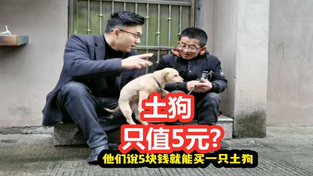 中华田园犬只值5元?探访乡村赶集市场,土狗价格实在感人