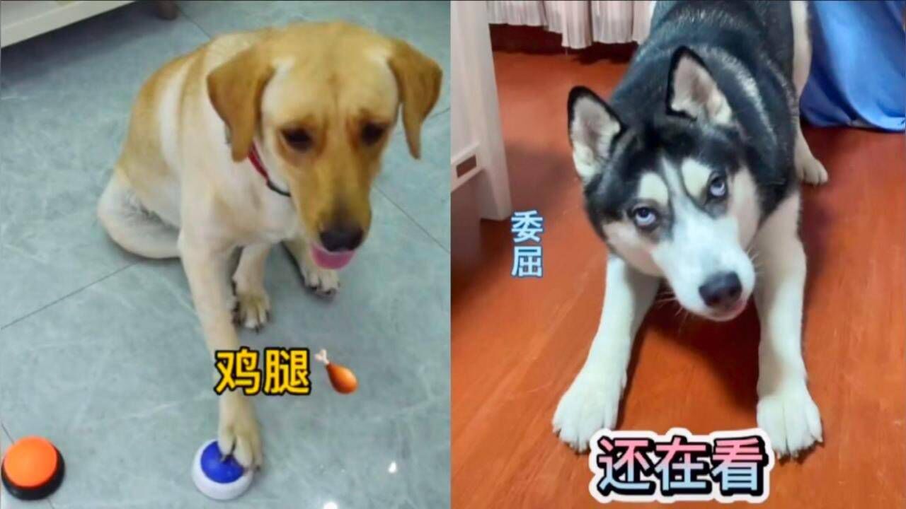 盘点动物搞笑瞬间，它们就是故意逗你笑，实在憋不住了！_高清
