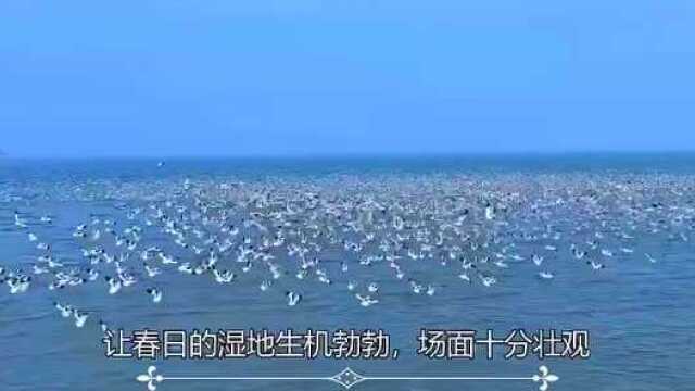 【生态宜居】赣榆做美“海”文章 打造苏北湿地生态典范