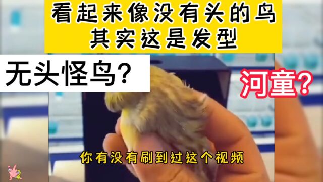 网友发布的一个视频,正面看像一只无头鸟,网友调侃:菊花君