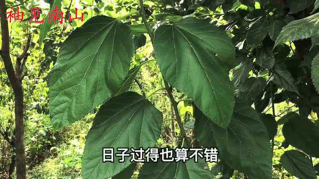 农村的桑叶是个“宝”,没想到煮水价值这么好?摘点回家吧