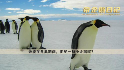 《帝企鹅日记》：如果企鹅参加冬奥会，金牌全是它们的。