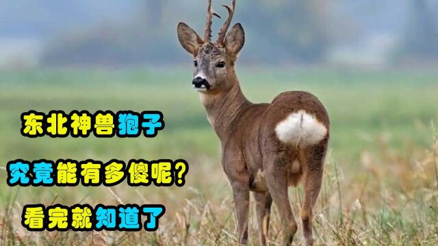 东北狍子究竟有多傻?看完你就知道了,蠢萌可爱还不怕人