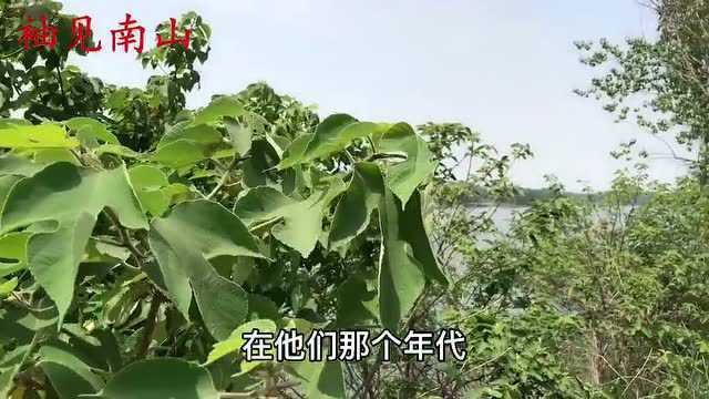 构桃人称“天然肾宝”,生活中有3大厉害用途,解决不少烦恼