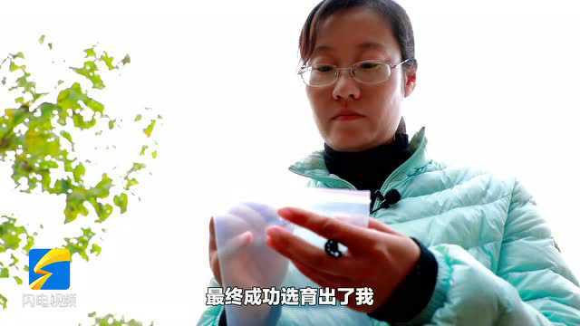 好品山东|秀出“秀玉170” 山东西葫出海记