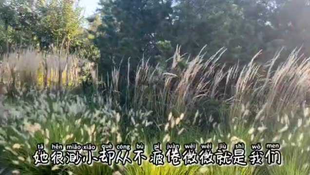 解锁隐藏款春景:聊城的“莫奈花园”!