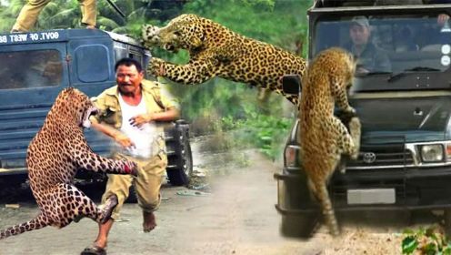 疯狂豹攻击汽车和其他动物：豹的疯狂时刻，野生动物攻击！