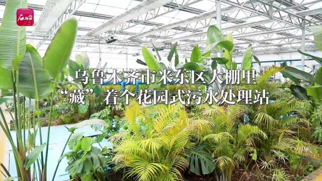 乌鲁木齐市米东区大棚里“藏”着个花园式污水处理站