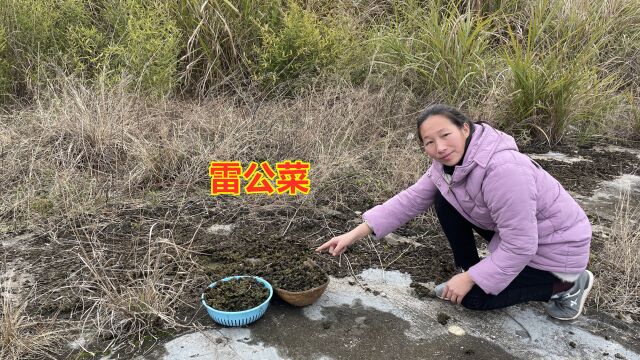 70岁奶奶靠摘这种雷公菜拿去卖,一天收入300元,很多人却没吃过