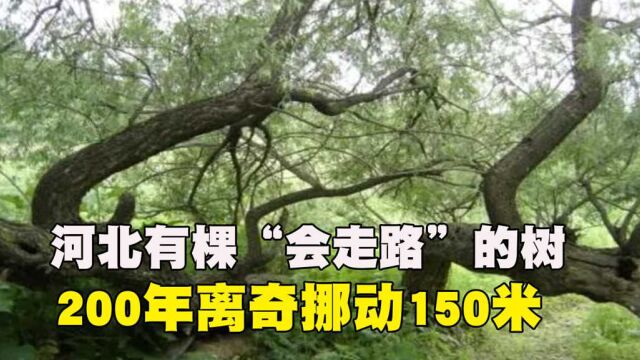 河北有棵“会走路”的树,200年行走了150米,难道真是神龙所化?